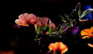 Flowers Colors Spring Brightly