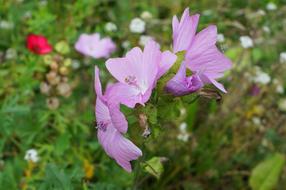 Flowers The Beasts Of Field
