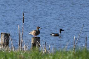 Birds Body Of Water Lake