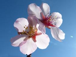 Almond Tree In Blossom