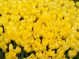 Tulip Dutch Yellow