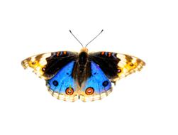 Nature Animals Butterfly