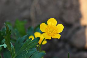 Nature Flora Outdoors