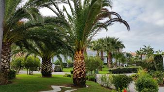 Palm Trees Hotel Complex Vacations