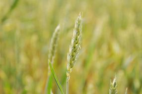 green wheat in the field blooming