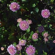 Fall Pink-Purple Mums