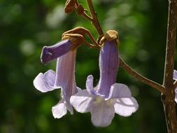 Flower Tree Purple Flowering