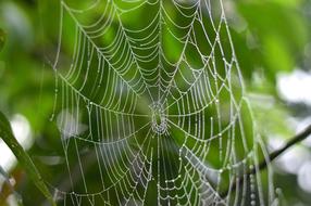 Spider Web Nature