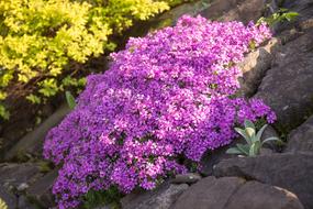 Flower Nature Garden