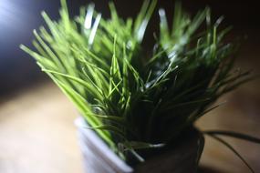 fresh grass in a pot