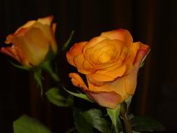 orange rose at home