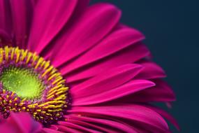 Gerbera Pink Blossom