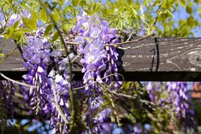 Blue Rain Wisteria Glycine