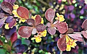 Blood Barberry Hedge Plant Bush