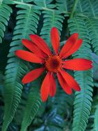 a beautiful flower on a leaf