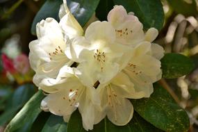 Rhododendron Flower Plant