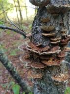 mushrooms in a tall tree
