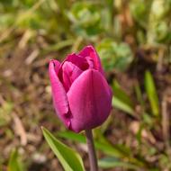 Flower Nature Plant No