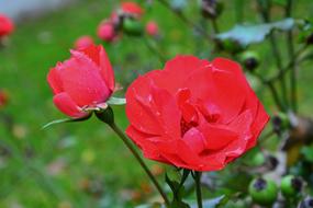 red poppy bud in the garden