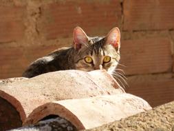 Cat Roof Texas