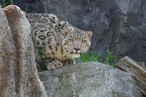 leopard staring from behind a rock