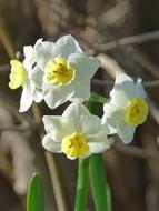 Daffodil Daffodils Florir