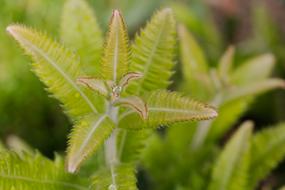 Leaf Plant Nature Close