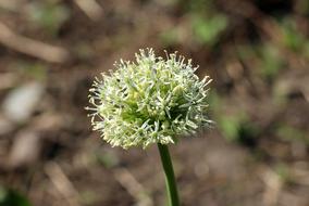 Decorative Garlic Flowering Spring
