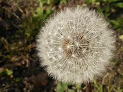 Dandelion Nature Flora