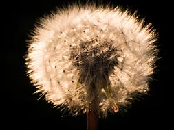 Dandelion Nature Fluffy