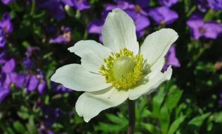 a beautiful white flower