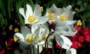 Flower Anemone Nature
