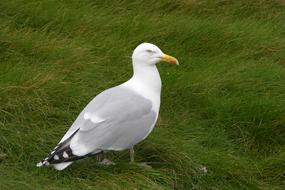 Nature Bird Wildlife