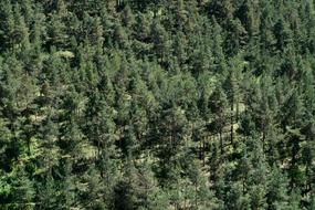 Nature Pine Forest Trees