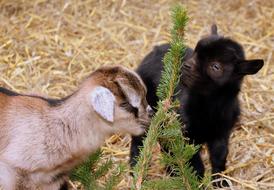 Goat Young Farm Animals