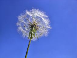Dandelion Summer Nature