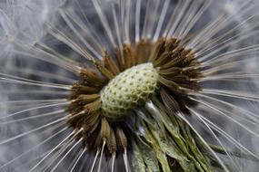Dandelion Macro Common