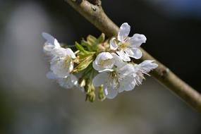 Tree Nature Plant