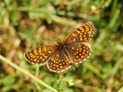 Nature Butterfly Day Insect