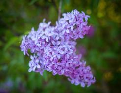 Lilac Violet Flower