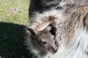 Kangaroo Baby Animal