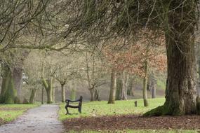Tree Nature Landscape