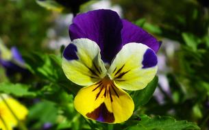 Nature Flower Pansy