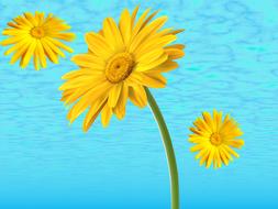 Nature Margaritas Yellow Daisies