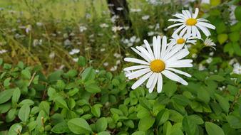 Nature Plants Flowers