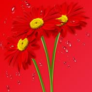 Nature Margarita Red Daisy