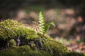Nature Plant Leaf