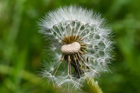 Dandelion Nature Plant
