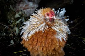 fluffy chicken in the farm