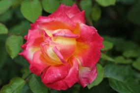 Rose Orange Roses Flower